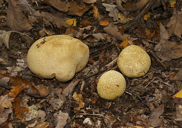 Common earthball © Derek Walton