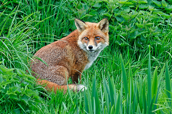 Fox Resting in Long Grass © Peter Preece - C
