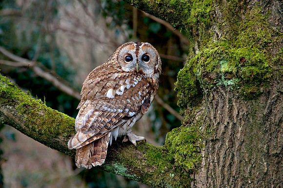 Tawny Owl in moss covered Tree © Peter Preece - HC