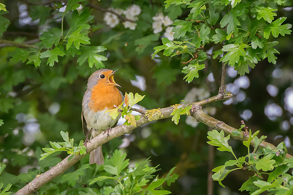 Robin singing © Peter Gilbert