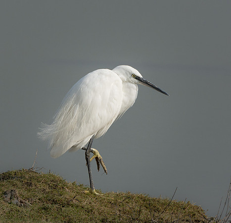 Little Egret  © Peter Gilbert