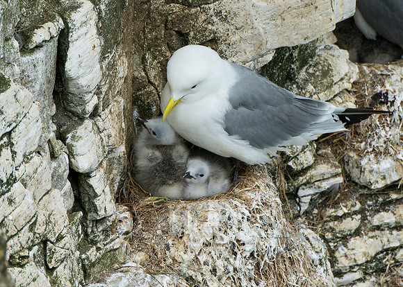 Kittiwake & Chicks © Peter Gilbert