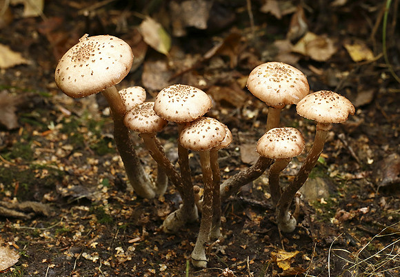 Unknown fungus © Derek Walton