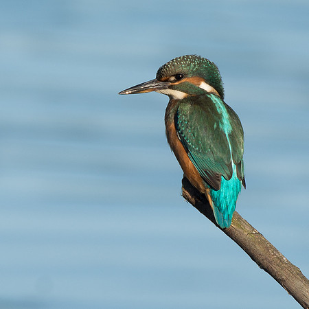 Kingfisher  © Peter Gilbert