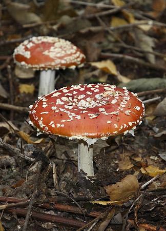 Fly Agaric © Derek Walton