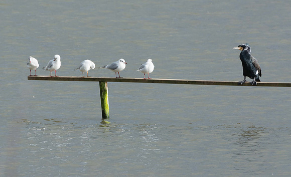 Caption Competition No 5 © Peter Gilbert