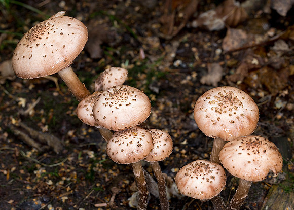 Fungi in Oakley Woods 1 © David P Howard