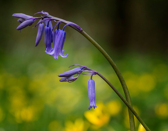 Oakley Wood 1 © Dick Prior