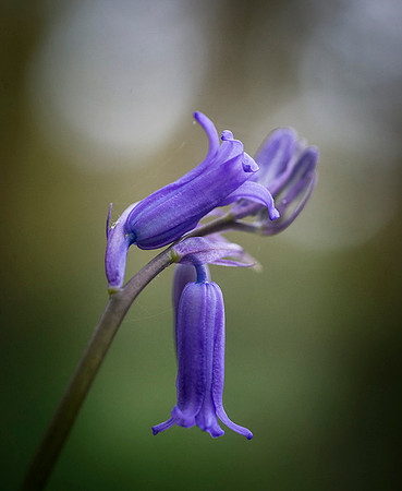 Oakley Wood 2 © Dick Prior