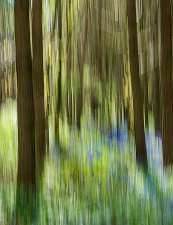 Oakley Wood 4 © Dick Prior