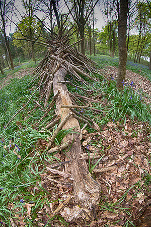 Oakley Wood 7 © Dick Prior