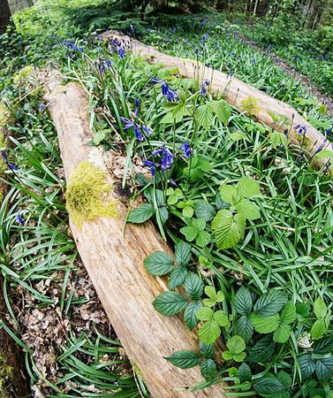 Oakley Wood 8 © Dick Prior