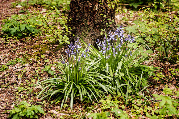 Oakley Wood 10 © Dick Prior