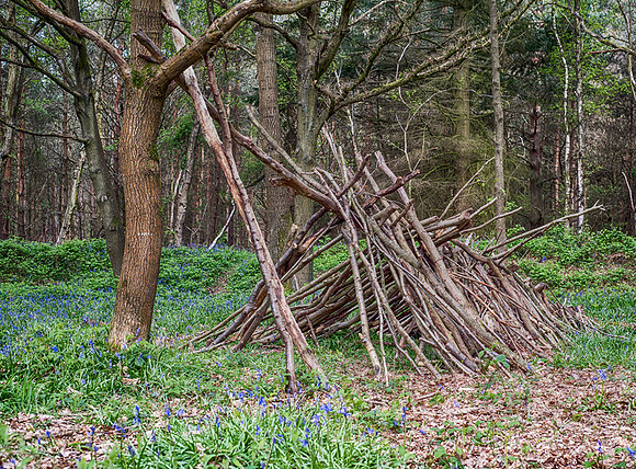 Oakley Wood 11 © Dick Prior