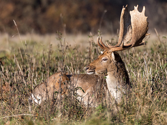 Fallow Deer Stag in Charlecote Park © David P Howard HC
