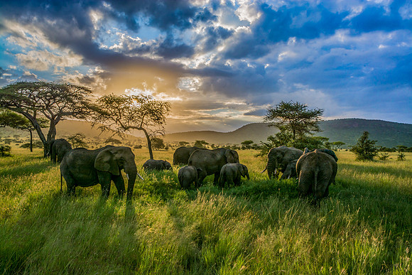 Elephant Family at Sunset © Mary Kirkby 1st
