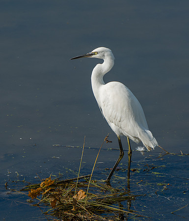 Little Egret © Peter Gilbert HC