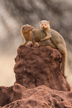 Pair of Dwarf Mongoose © Mary Kirkby HC