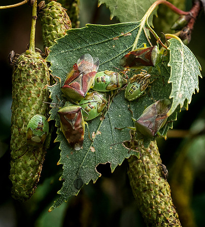 Parent Bugs with young © Dick Prior 3rd