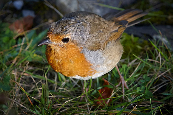 The Robin © Stewart Band C
