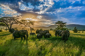 Elephant Family at Sunset © Mary Kirkby