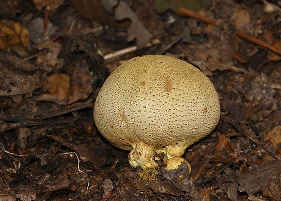 Common earthball 2 © Derek Walton