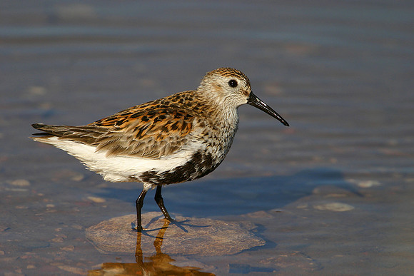 Summer Plumage Dunlin © Derek Walton