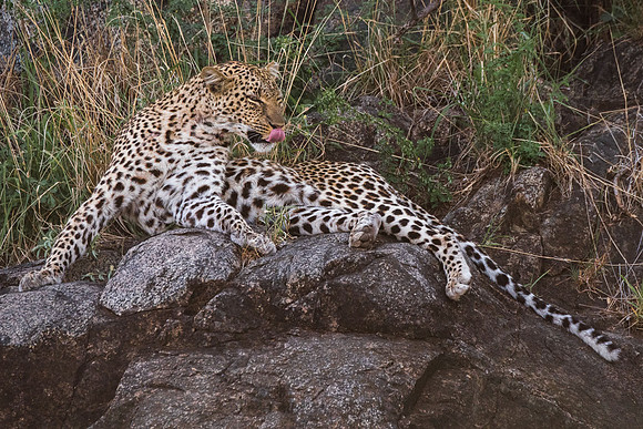 Young Male Leopard © Mary Kirkby - 3rd