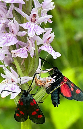 Spotted orchids with Burnet moths © Keith Bond
