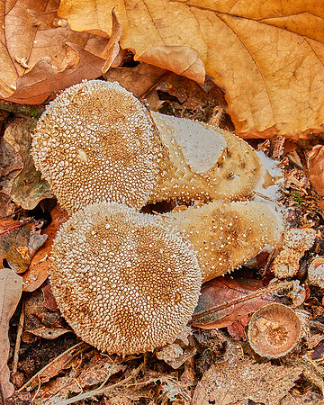 Fungi in Oakley Woods 1 © Ken Bound