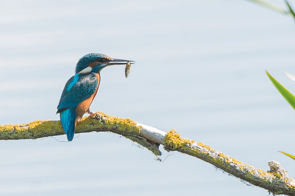 Kingfisher with fish  © Peter Gilbert