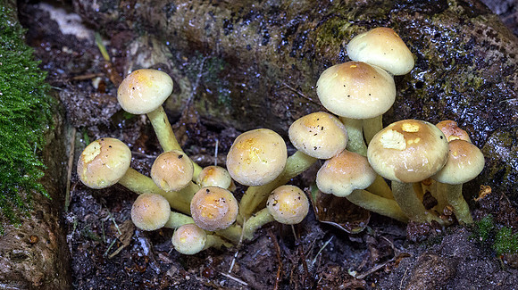 Fungi in Oakley Woods 3 © David P Howard