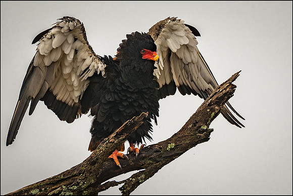 Bateleur Eagle © Mary Kirkby