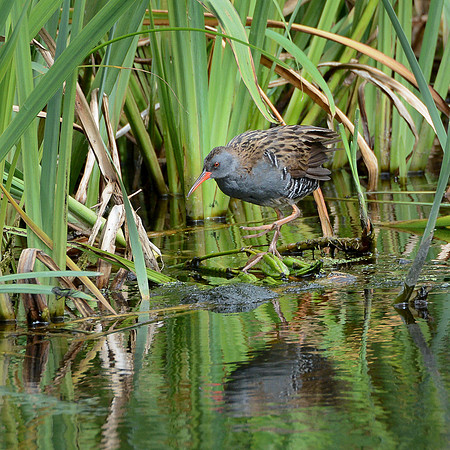 Water Rail  © Peter Gilbert