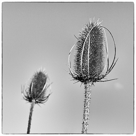 04 Teasels © David P Howard