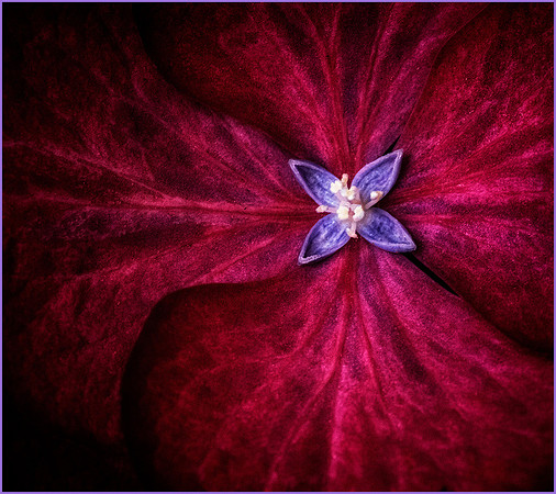 7 Plant © Dick Prior
