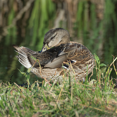 Mallard  © Peter Gilbert