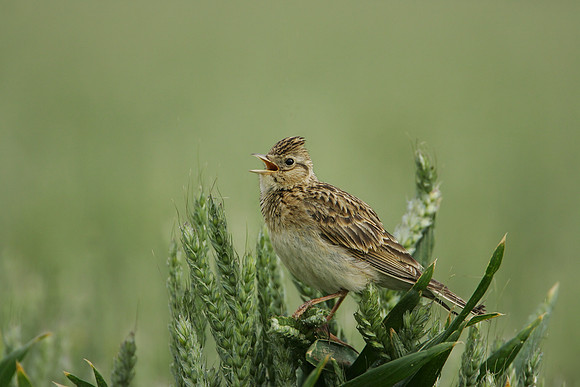 Skylark singing © Derek Walton - HC