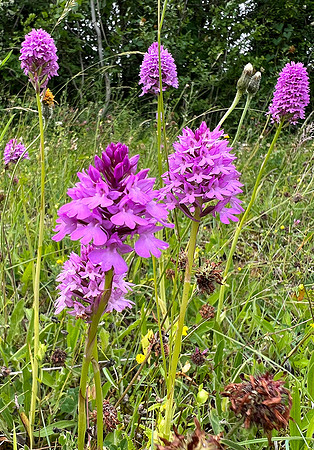 pyramidal orchids © Keith Bond