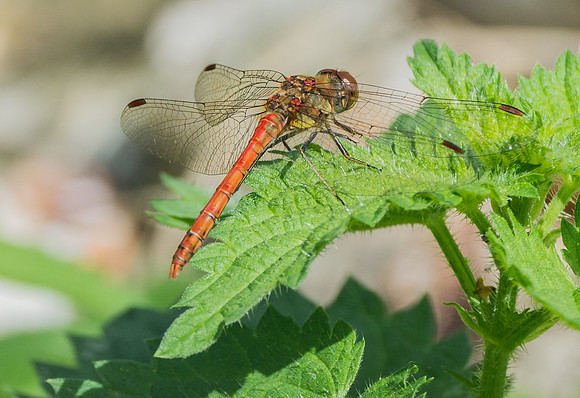 Red Dragonfly  © Peter Gilbert