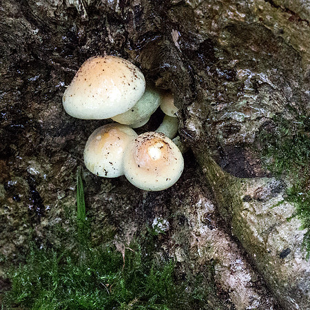 Fungi in Oakley Woods 2 © David P Howard