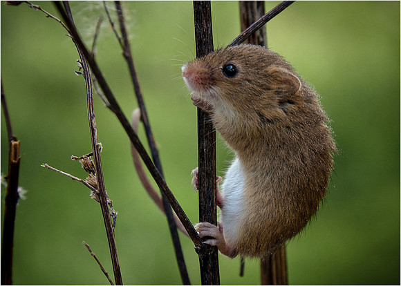 Fieldmouse © Ian Bailey (16 points)