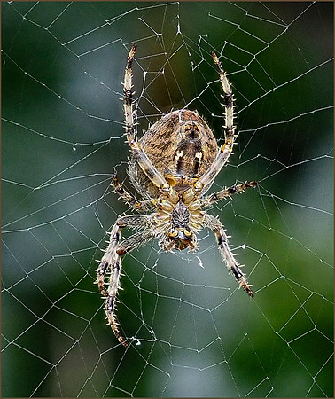 Web Master © Phil Welch (17 points)