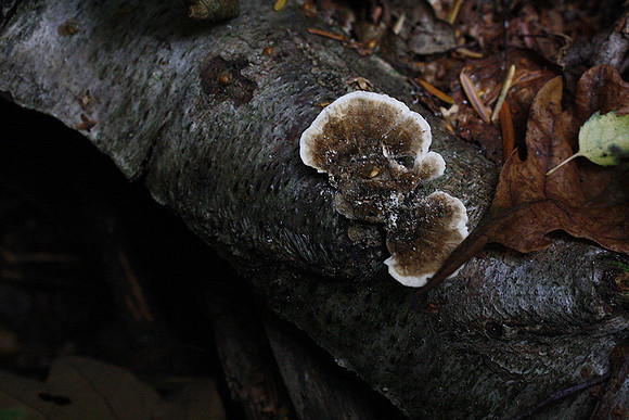 Fungi in Oakley Woods 3 © John Hobson