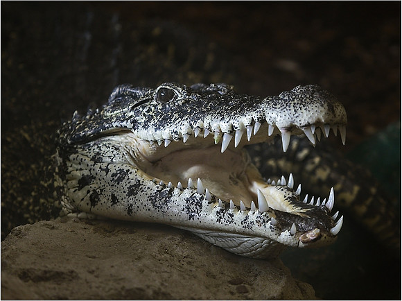 Crocodile Smile © Michael Robertson-Smith (18 points)