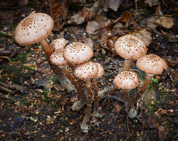 Fungi in Oakley Woods 1 © Stewart Band