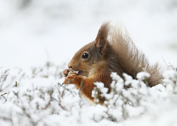Red Squirrel feeding © Derek Walton - HC