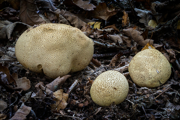 Fungi in Oakley Woods 3 © Dick Prior