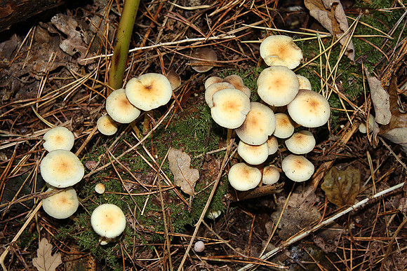 Fungi in Oakley Woods 2 © John Hobson