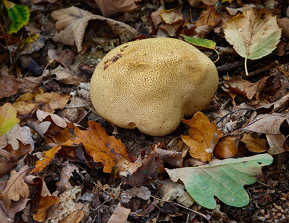 Fungi in Oakley Woods 2 © Stewart Band